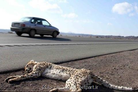 میزان مرگ و میر یوزپلنگ ایرانی در تصادفات جاده ای