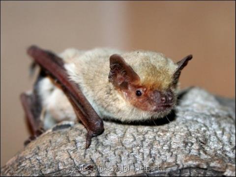 مشاهده خفاش بال سفید برای اولین بار در یزد
