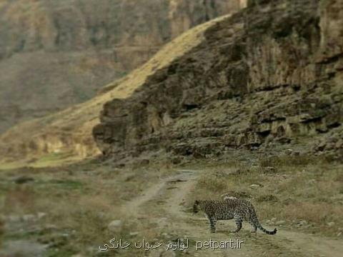 پلنگ تندوره رهاسازی شد