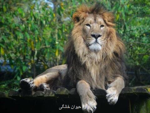 بازگشت شیر ایرانی به كشور سپس ۸۰ سال