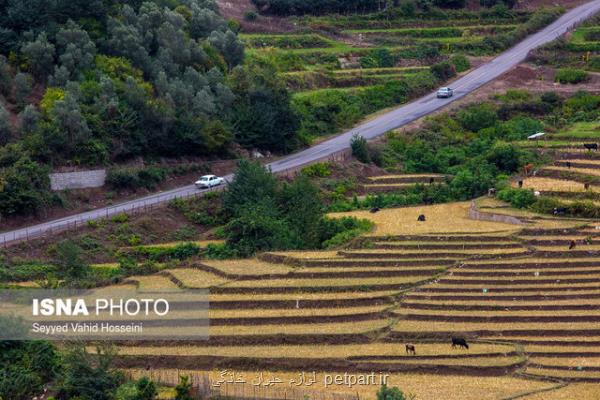 كاهش دما در نوار شمالی در هفته آینده