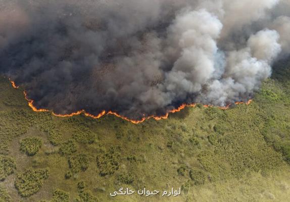 آتش سوزی در منطقه حفاظت شده مكزیك