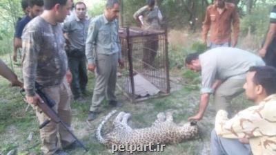 یك پلنگ در خراسان رضوی زنده گیری شد