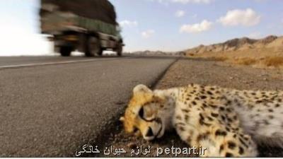 افزایش تلفات جاده ای گونه های حیات وحش