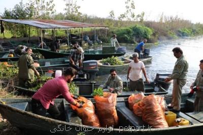 تالاب انزلی از وجود سنبل آبی پاكسازی شد