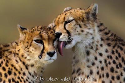 سرمایه راه اندازی سایت تكثیر یوز برای حفظ زیستگاه هزینه شود