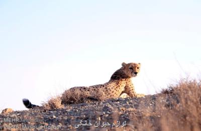 علل نگهداری یوزهادرتهران پابرجا می باشد