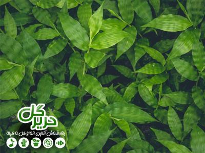 خوشگلاسیون منزل شما با گیاهان آپارتمانی