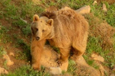 اولویت های كاری كمیته حفاظت از خرس های ایران