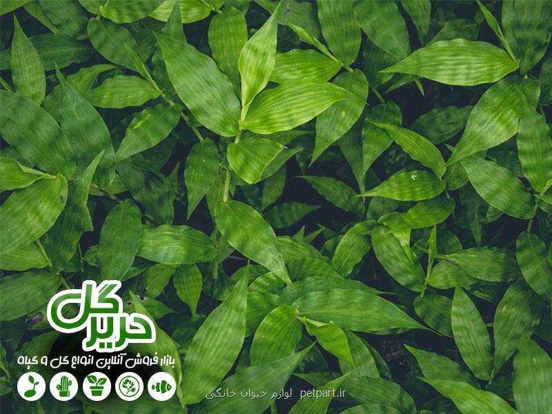 خوشگلاسیون منزل شما با گیاهان آپارتمانی