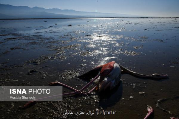 علت تلف شدن پرندگان میانكاله به زودی مشخص می شود
