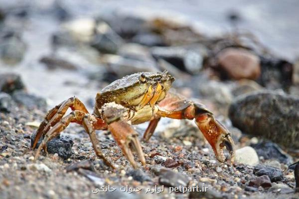 تلف شدن خرچنگ ها در سواحل قشم