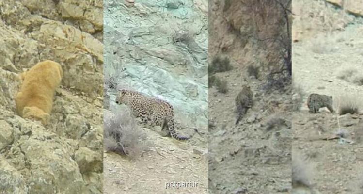 مشاهده پلنگ و گربه پالاس در فیروزكوه