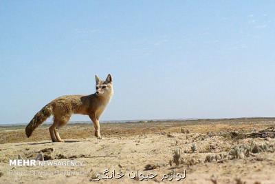 تحویل توله روباه به محیط زیست