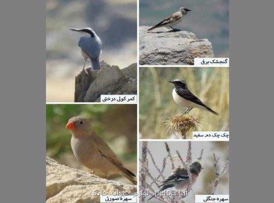 ثبت ۵ گونه پرنده جدید توسط محققان دانشگاه اراك