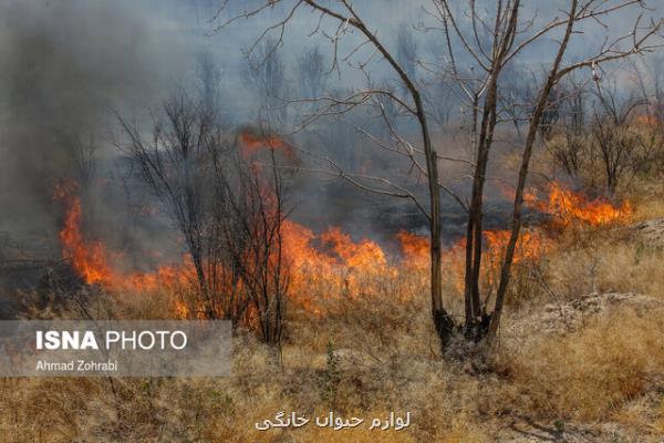 چرا جنگل ها در آتش می سوزند؟