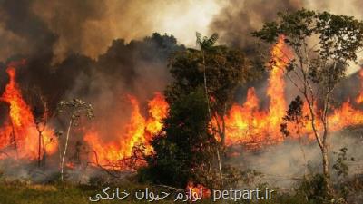 اطلاعات غلط برخی كشاورزان آتش به جان جنگل های خوزستان زد