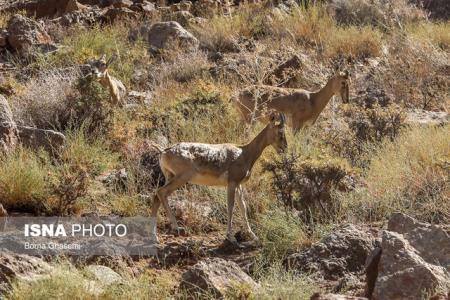 افزایش آمار حیات وحش تهران نسبت به سال قبل