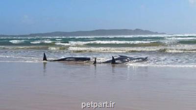 مرگ ۹۰ نهنگ در استرالیا و عملیات نجات ۱۸۰ نهنگ باقی مانده