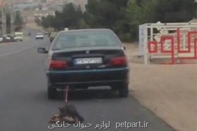 هزاران امضا برای تصویب قانون منع حیوان آزاری