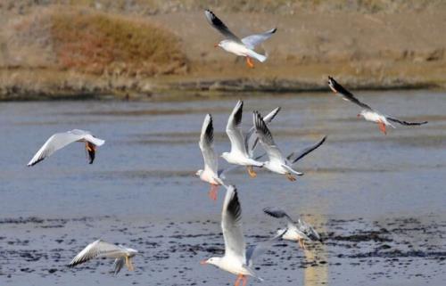 تلف شدن 331 بال پرنده مهاجر آبزی در تالاب میانكاله