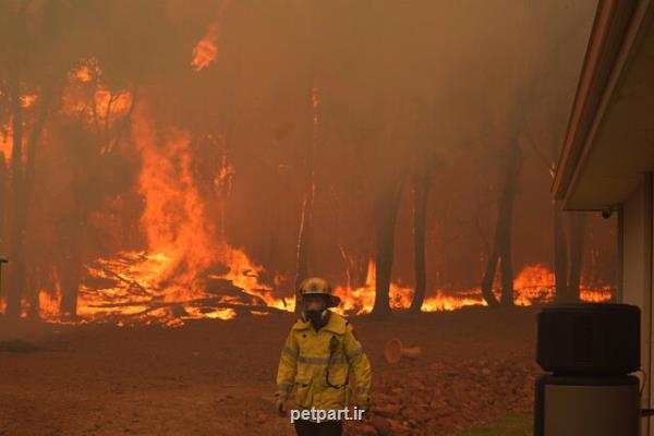 آتش سوزی جنگلی سبب تخریب ده ها خانه در استرالیا شد